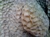 Beehive
